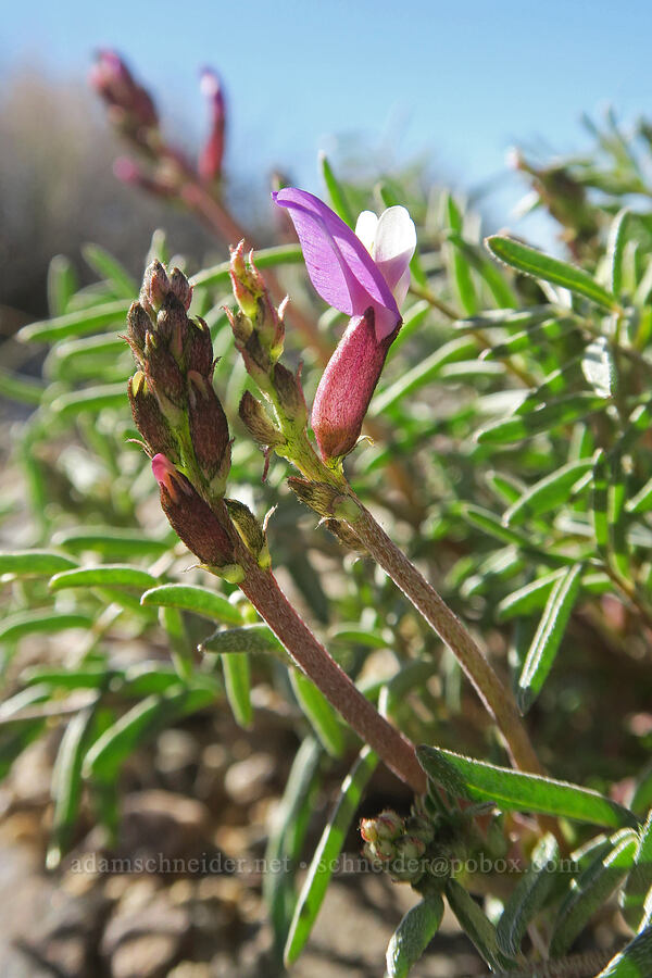 Case's milk-vetch (Astragalus casei) [Harrisburg Flats, Death Valley National Park, Inyo County, California]
