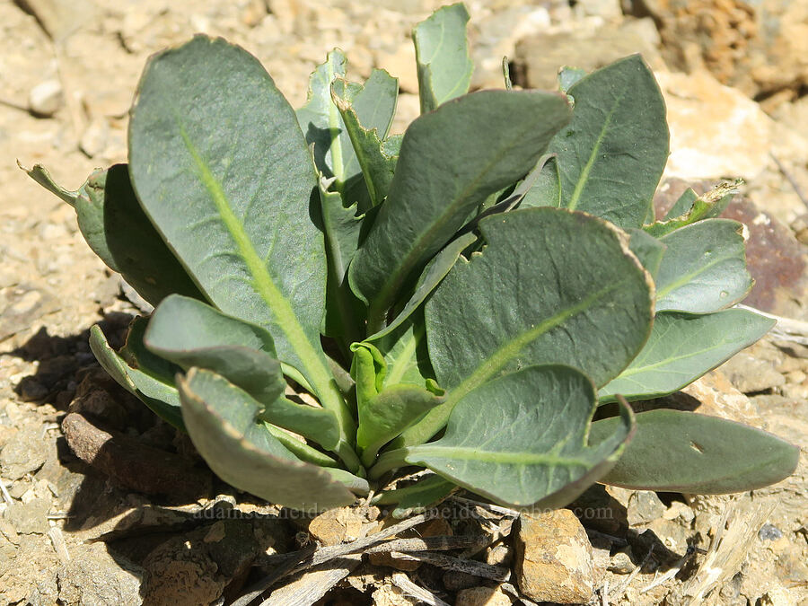 Panamint prince's-plume leaves (Stanleya elata) [Emigrant Canyon Road, Death Valley National Park, Inyo County, California]