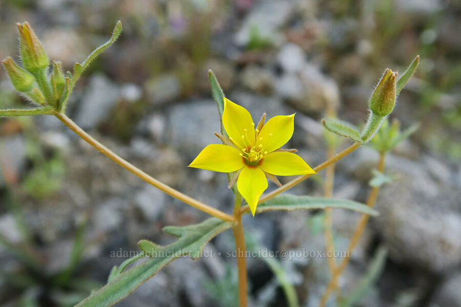 blazing-star (Mentzelia sp.) [Rattlesnake Gulch, Death Valley National Park, Inyo County, California]