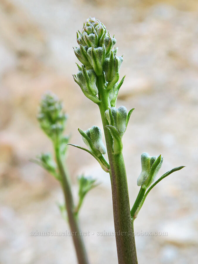Parish's desert larkspur, budding (Delphinium parishii) [Rattlesnake Gulch, Death Valley National Park, Inyo County, California]
