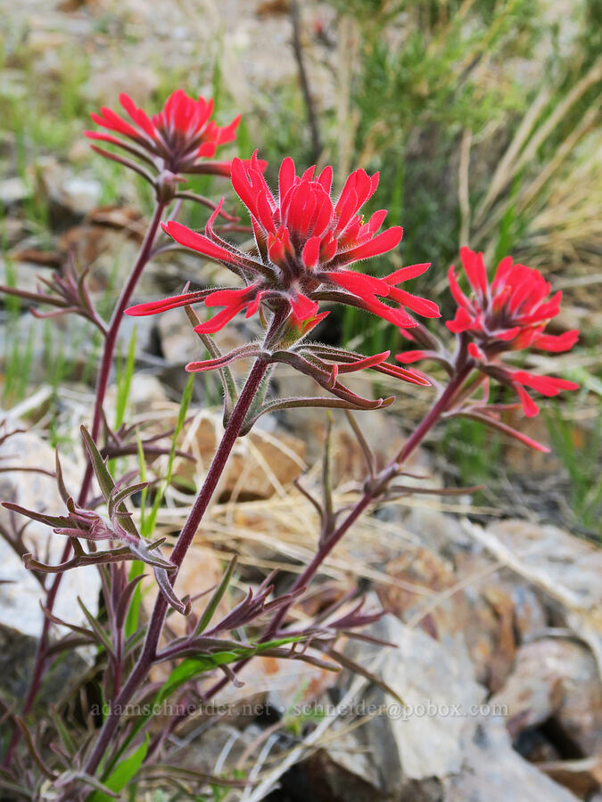 desert paintbrush (Castilleja chromosa) [Rattlesnake Gulch, Death Valley National Park, Inyo County, California]