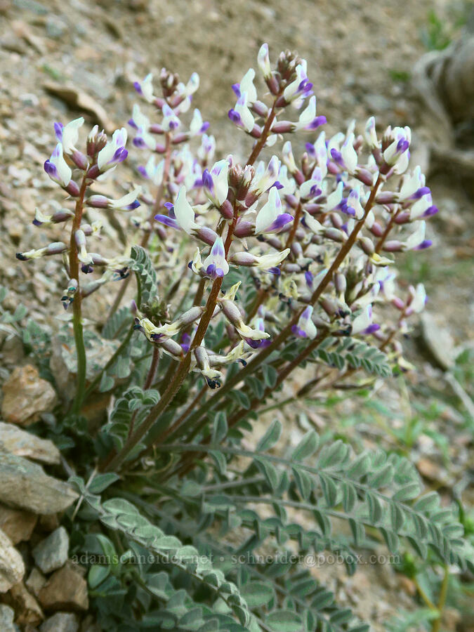 Layne's milk-vetch (Astragalus layneae) [Rattlesnake Gulch, Death Valley National Park, Inyo County, California]