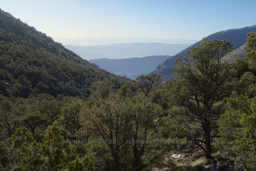 view to the west [Wildrose Canyon, Death Valley National Park, Inyo County, California]