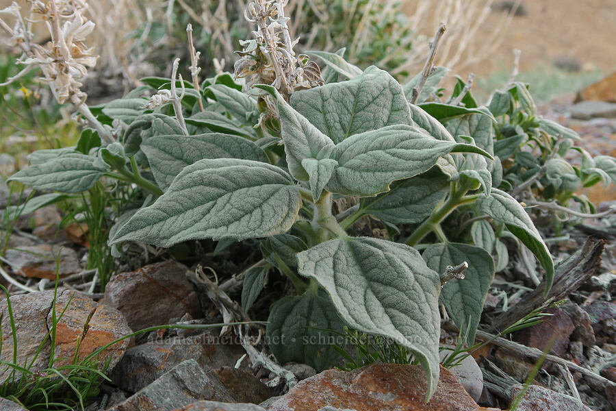 net-vein golden-eye leaves (Bahiopsis reticulata (Viguiera reticulata)) [Wildrose Canyon, Death Valley National Park, Inyo County, California]