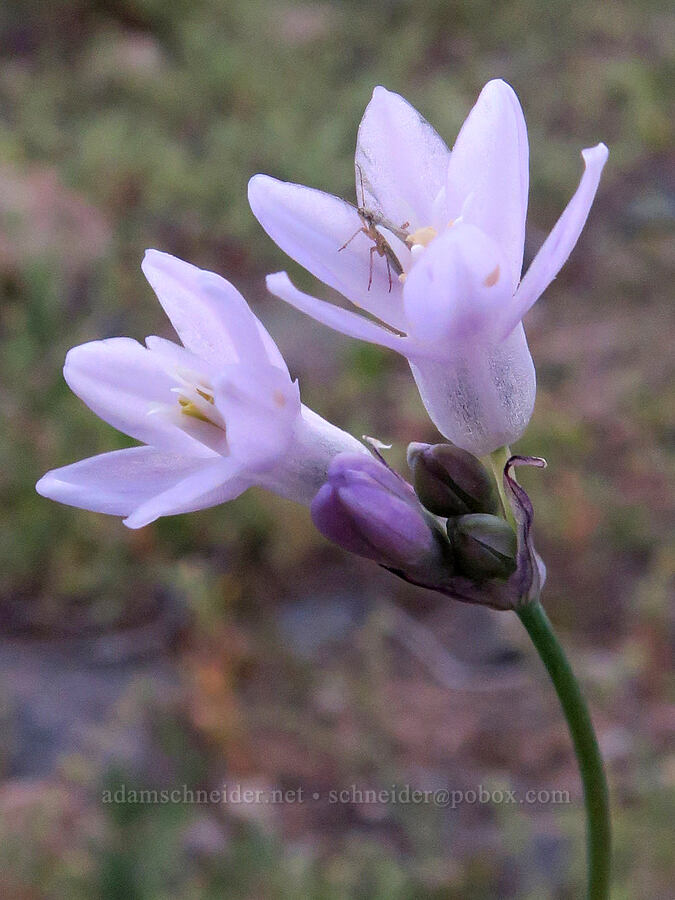 blue dicks (Dipterostemon capitatus (Dichelostemma capitatum)) [Trona-Wildrose Road, Inyo County, California]