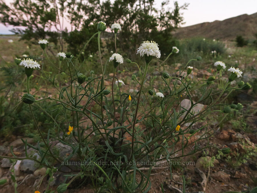 Fremont's pincushion (Chaenactis fremontii) [Trona-Wildrose Road, Inyo County, California]