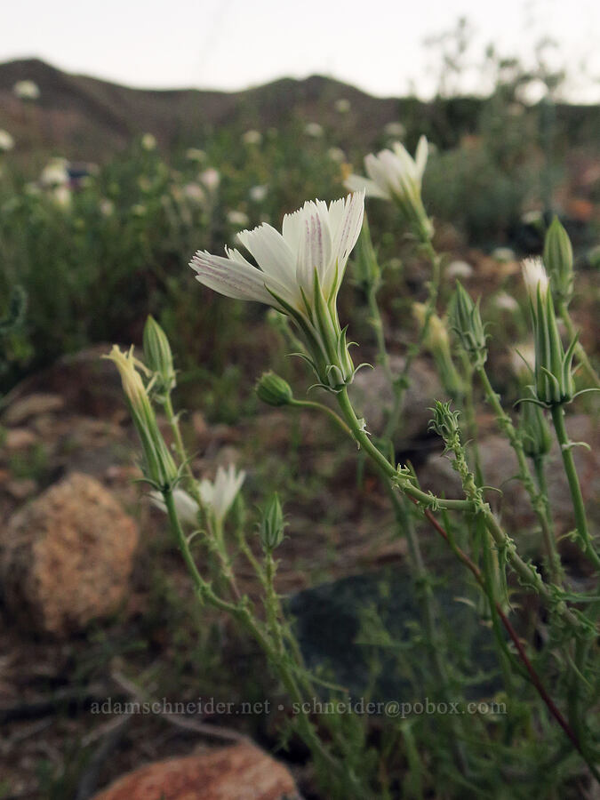 desert chicory (Rafinesquia neomexicana) [Trona-Wildrose Road, Inyo County, California]