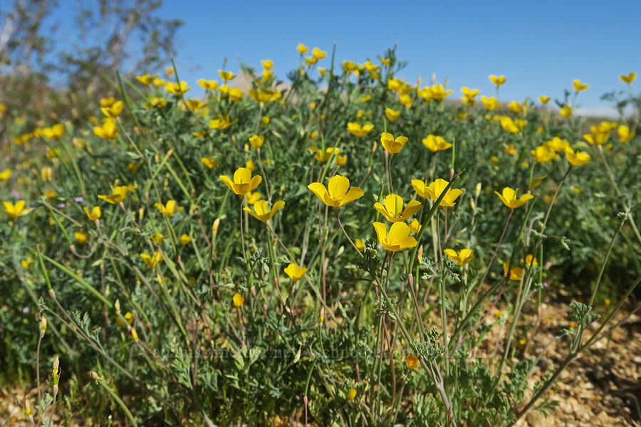 pygmy poppies (Eschscholzia minutiflora) [Highway 178, Kern County, California]