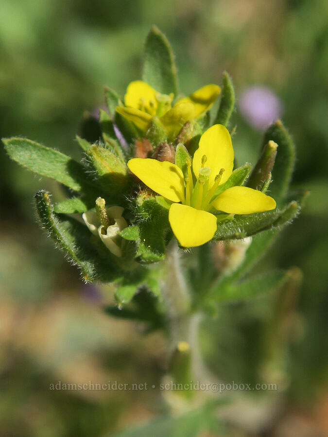 dobie-pod (Tropidocarpum gracile) [Highway 178, Kern County, California]