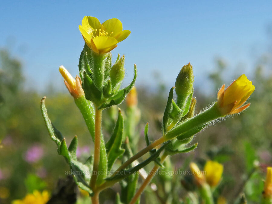 white-stem blazing-star (Mentzelia albicaulis) [Highway 178, Kern County, California]