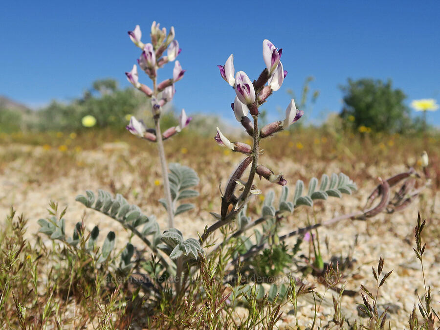 Layne's milk-vetch (Astragalus layneae) [Highway 178, Kern County, California]
