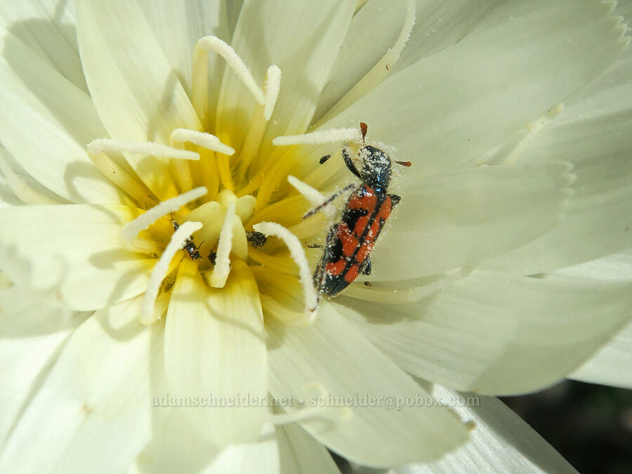 red ornate checkered beetle on desert chicory (Trichodes ornatus, Rafinesquia neomexicana) [Highway 178, Kern County, California]