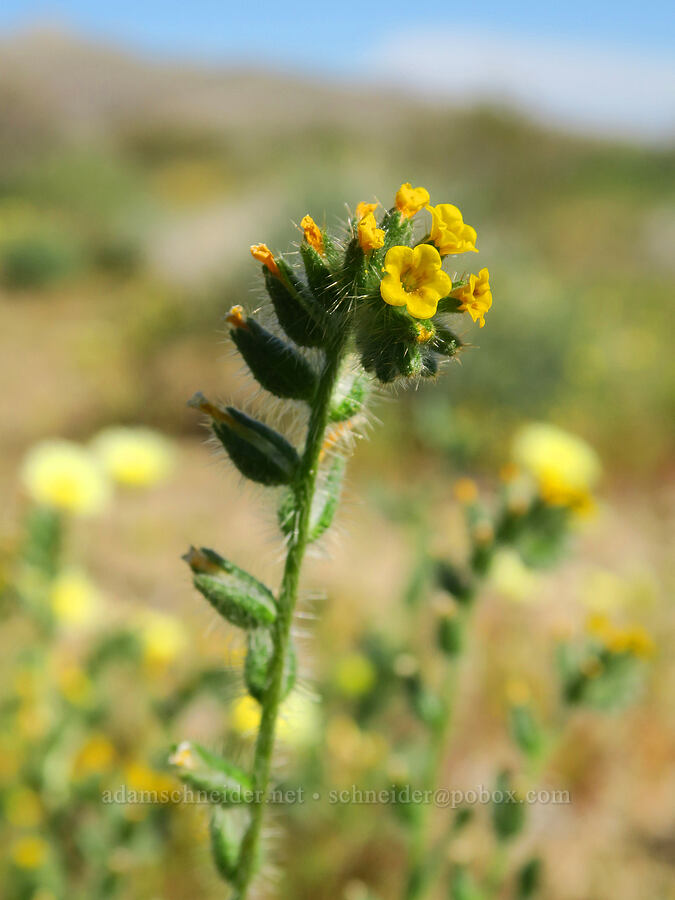bristly fiddleneck (Amsinckia tessellata) [Highway 178, Kern County, California]