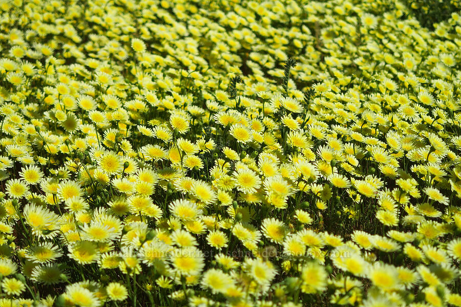 desert-dandelions (Malacothrix glabrata) [Highway 178, Kern County, California]
