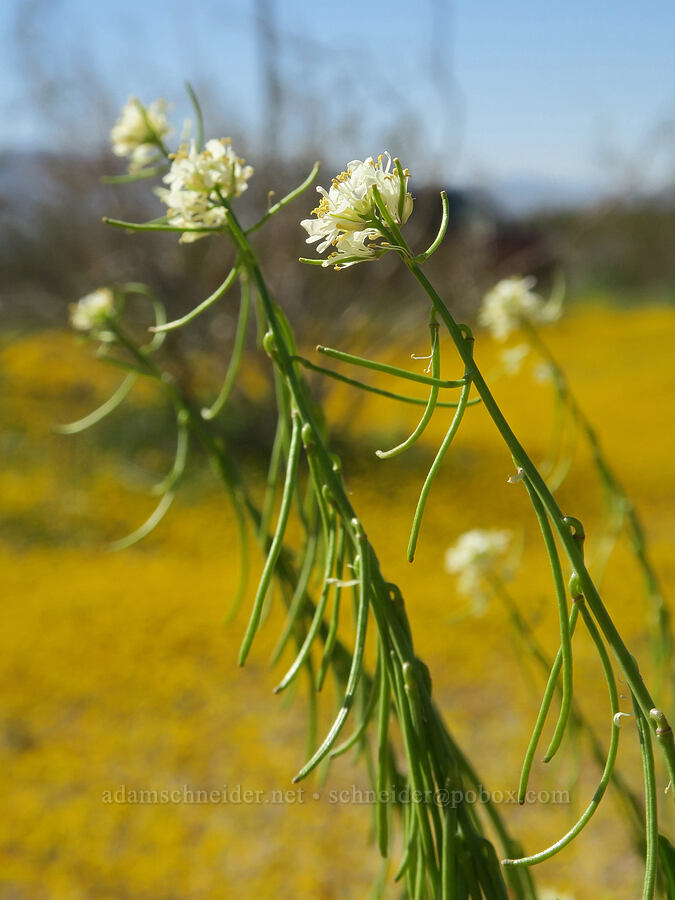California mustard (Caulanthus lasiophyllus) [Highway 14, Kern County, California]