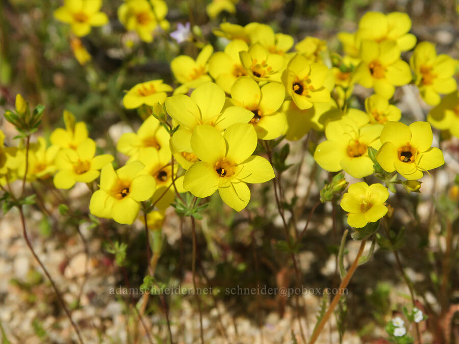golden linanthus (Leptosiphon chrysanthus (Leptosiphon aureus)) [Highway 14, Kern County, California]
