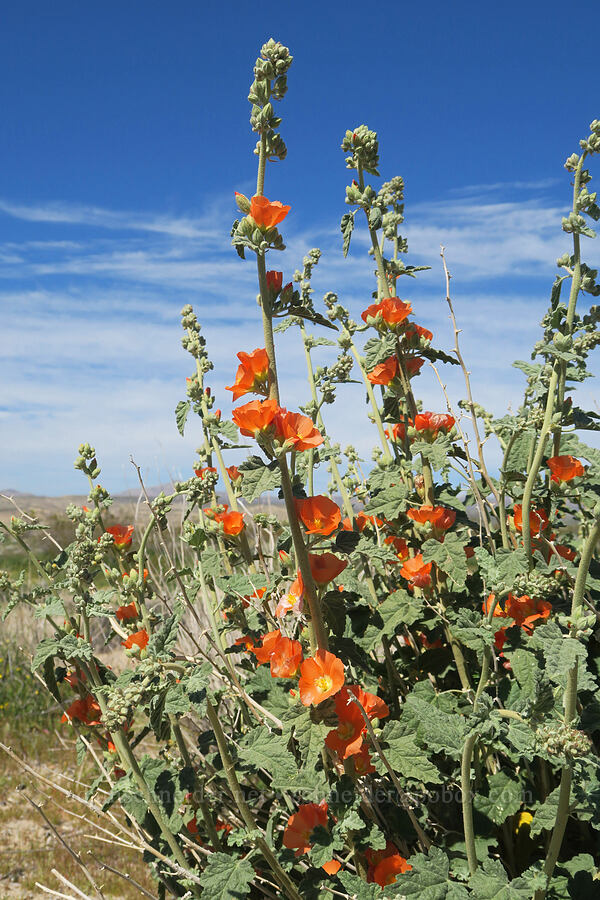 desert globe-mallow (Sphaeralcea ambigua) [Highway 14, Kern County, California]
