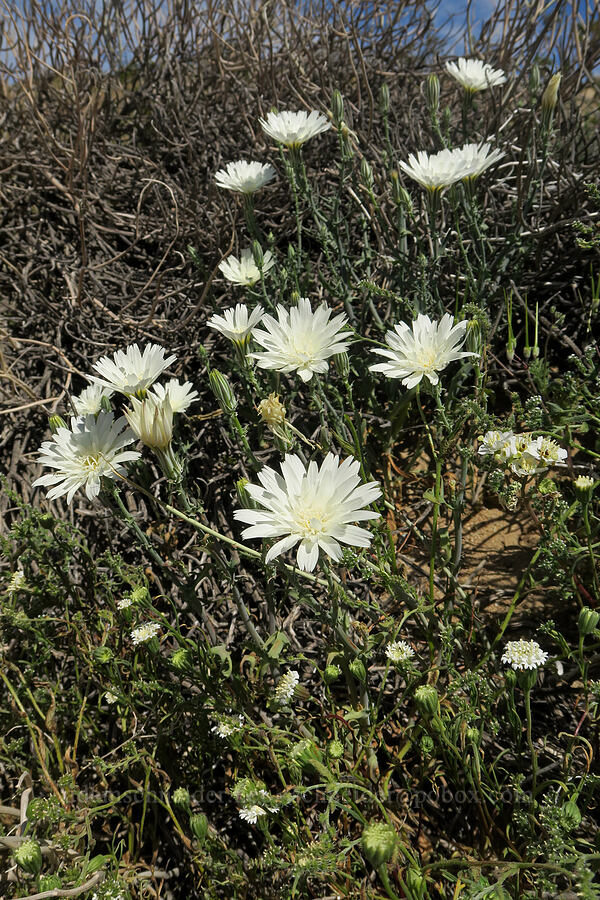 desert chicory (Rafinesquia neomexicana) [Jawbone Canyon, Kern County, California]