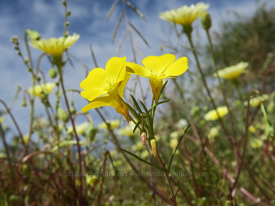 Mojave sun-cups & desert dandelions (Camissonia campestris ssp. campestris, Malacothrix glabrata) [Jawbone Canyon, Kern County, California]