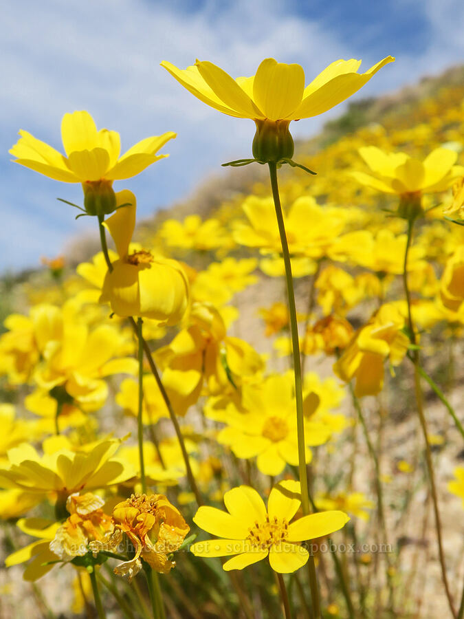 Bigelow's coreopsis (Leptosyne bigelovii (Coreopsis bigelovii)) [Jawbone Canyon, Kern County, California]