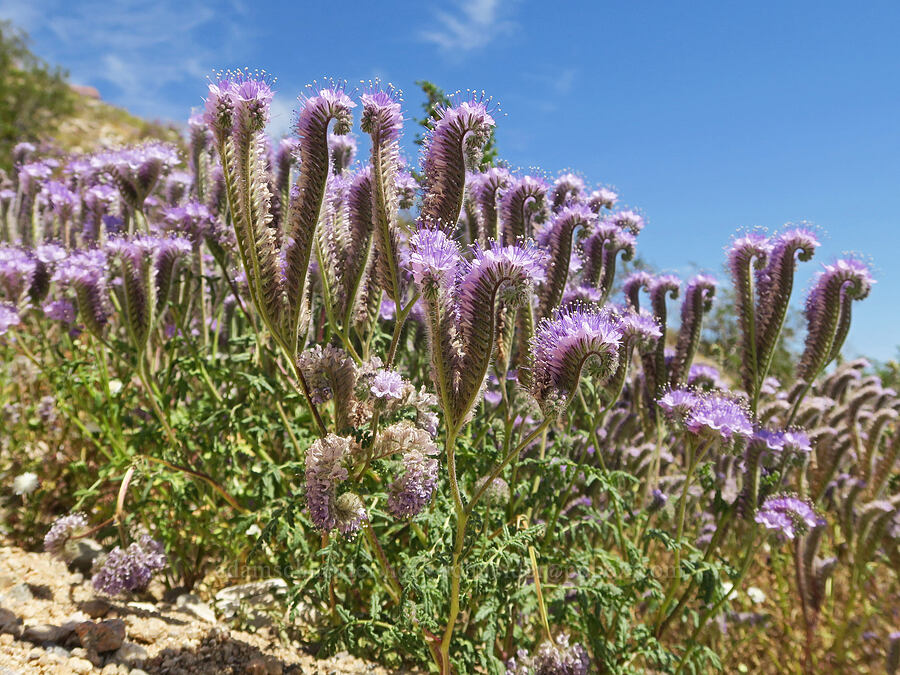 lacy phacelia (Phacelia tanacetifolia) [Jawbone Canyon, Kern County, California]