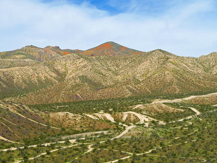 Sugarloaf, covered in wildflowers [Jawbone Canyon, Kern County, California]