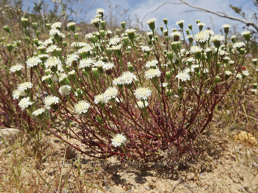 Fremont's pincushion (Chaenactis fremontii) [Jawbone Canyon, Kern County, California]