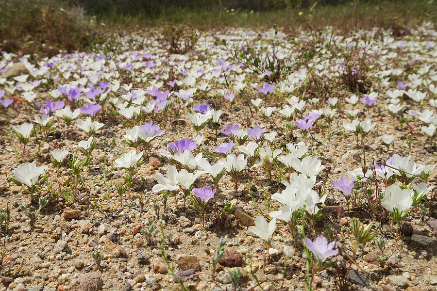 sand-blossoms (Linanthus parryae) [Jawbone Canyon, Kern County, California]