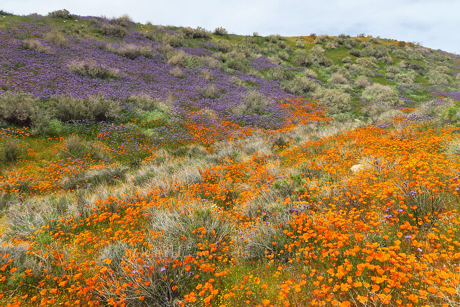 poppies & phacelia (Eschscholzia californica, Phacelia tanacetifolia) [Sugarloaf Park, Kern County, California]