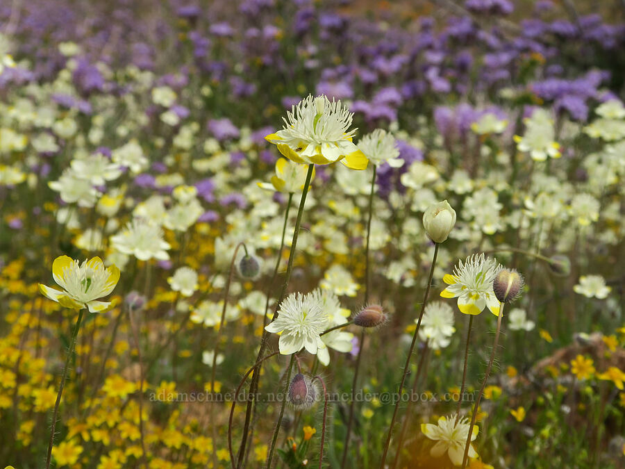 cream-cups (Platystemon californicus) [Sugarloaf Park, Kern County, California]