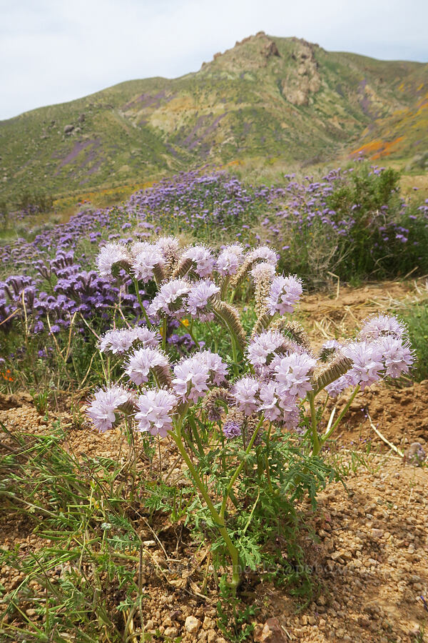 pale lacy phacelia (Phacelia tanacetifolia) [Sugarloaf Park, Kern County, California]