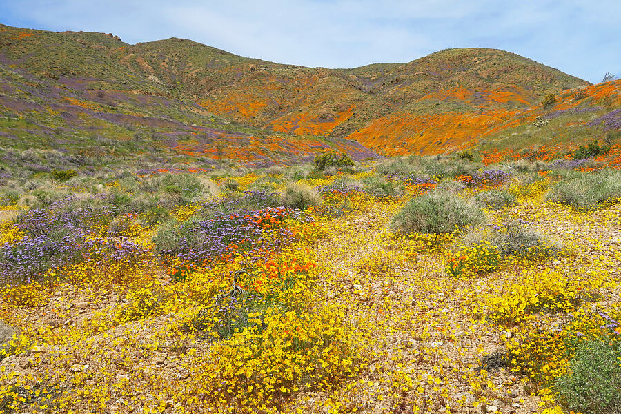 wildflowers (Eschscholzia californica, Phacelia tanacetifolia, Leptosyne bigelovii (Coreopsis bigelovii)) [Sugarloaf Park, Kern County, California]