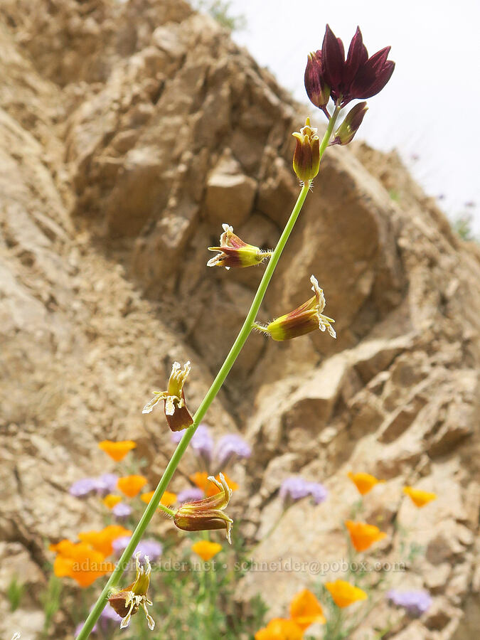 Coulter's jewel-flower (Caulanthus coulteri (Streptanthus coulteri)) [Sugarloaf Park, Kern County, California]