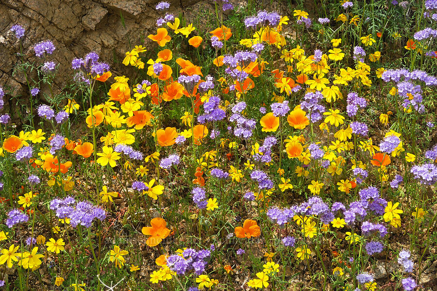 wildflowers (Eschscholzia californica, Phacelia tanacetifolia, Leptosyne bigelovii (Coreopsis bigelovii)) [Sugarloaf Park, Kern County, California]