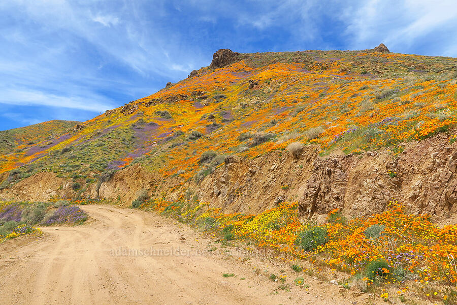 wildflowers (Eschscholzia californica, Phacelia sp., Leptosyne bigelovii (Coreopsis bigelovii)) [Sugarloaf Park, Kern County, California]