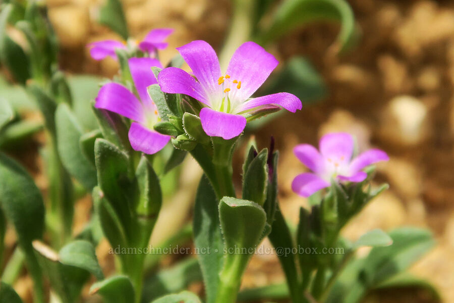 red maids (Calandrinia ciliata (Calandrinia menziesii)) [Sugarloaf Park, Kern County, California]