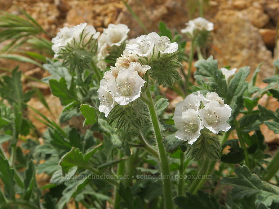 caterpillar phacelia (Phacelia cicutaria) [Sugarloaf Park, Kern County, California]