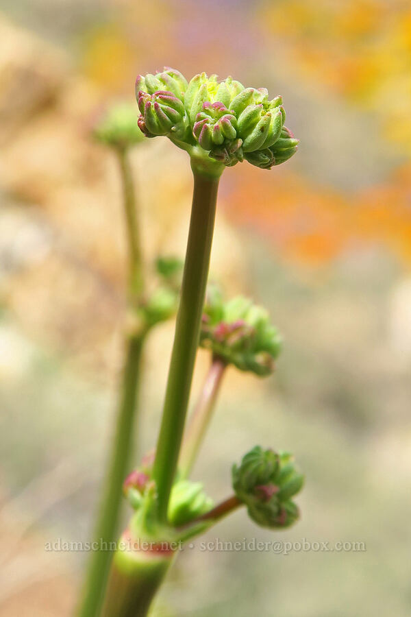 Weston's naked buckwheat (Eriogonum nudum var. westonii) [Sugarloaf Park, Kern County, California]