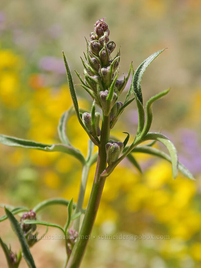 Parish's desert larkspur, budding (Delphinium parishii) [Sugarloaf Park, Kern County, California]