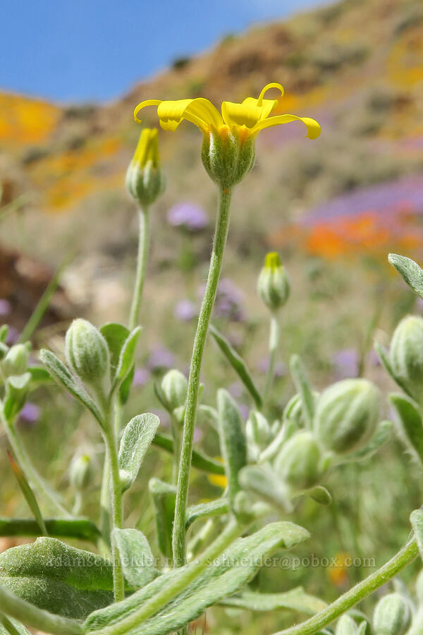woolly sunflower (Eriophyllum ambiguum) [Sugarloaf Park, Kern County, California]