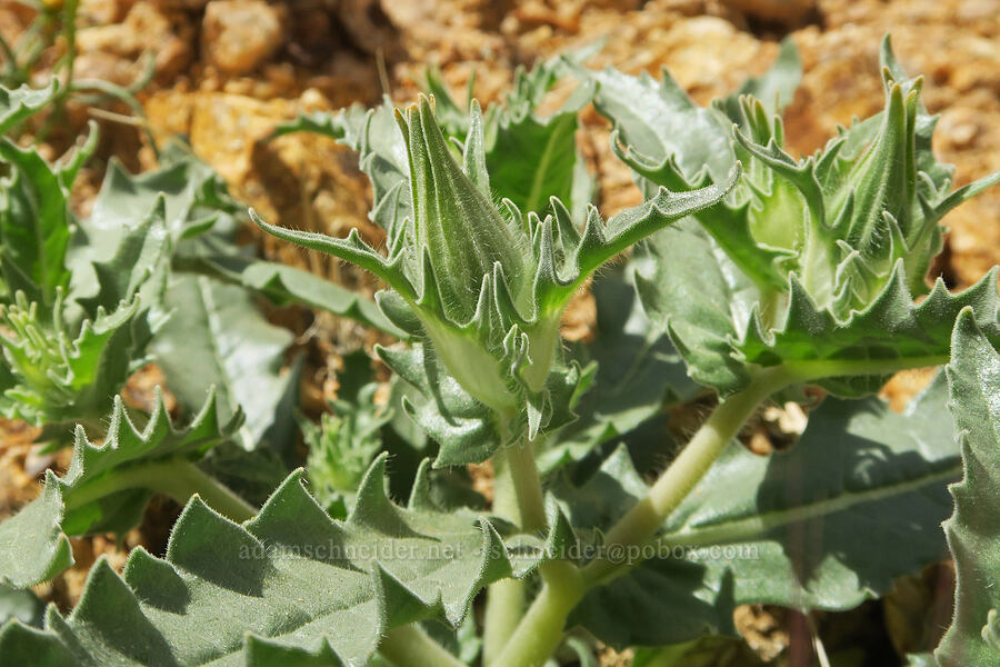 sand blazing-star, budding (Mentzelia involucrata) [Sugarloaf Park, Kern County, California]
