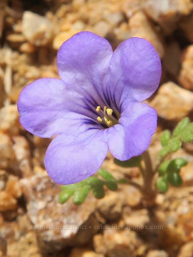 Fremont's phacelia (Phacelia fremontii) [Sugarloaf Park, Kern County, California]