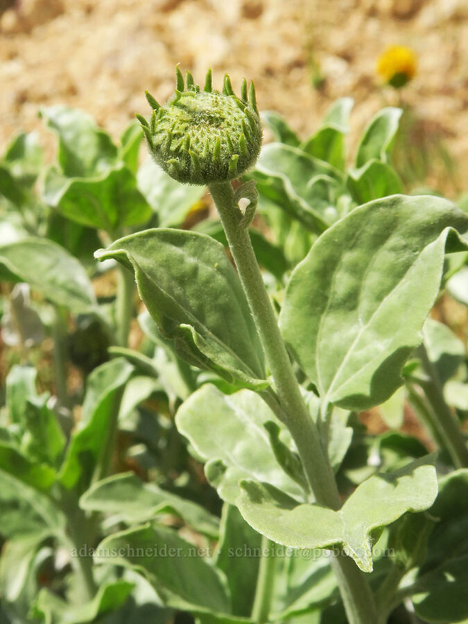 Acton brittlebush, budding (Encelia actoni) [Sugarloaf Park, Kern County, California]