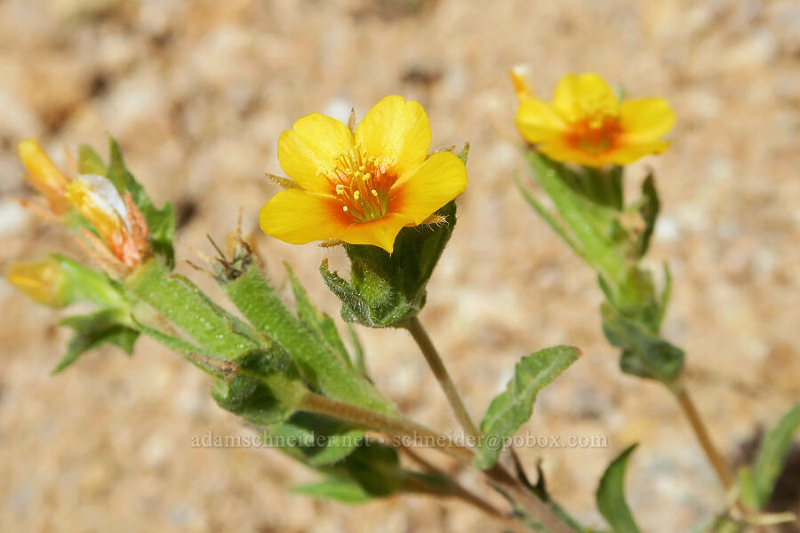 Veatch's blazing-star (?) (Mentzelia veatchiana) [Sugarloaf Park, Kern County, California]