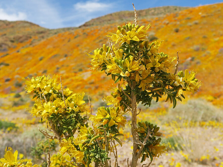bladder-pod (Cleomella arborea (Peritoma arborea) (Cleome isomeris)) [Sugarloaf Park, Kern County, California]