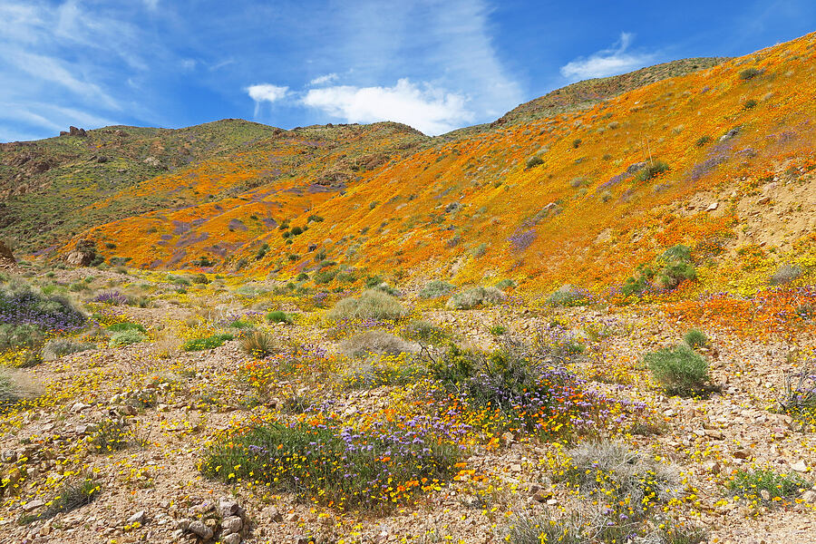 wildflowers (Eschscholzia californica, Phacelia sp., Leptosyne bigelovii (Coreopsis bigelovii)) [Sugarloaf Park, Kern County, California]