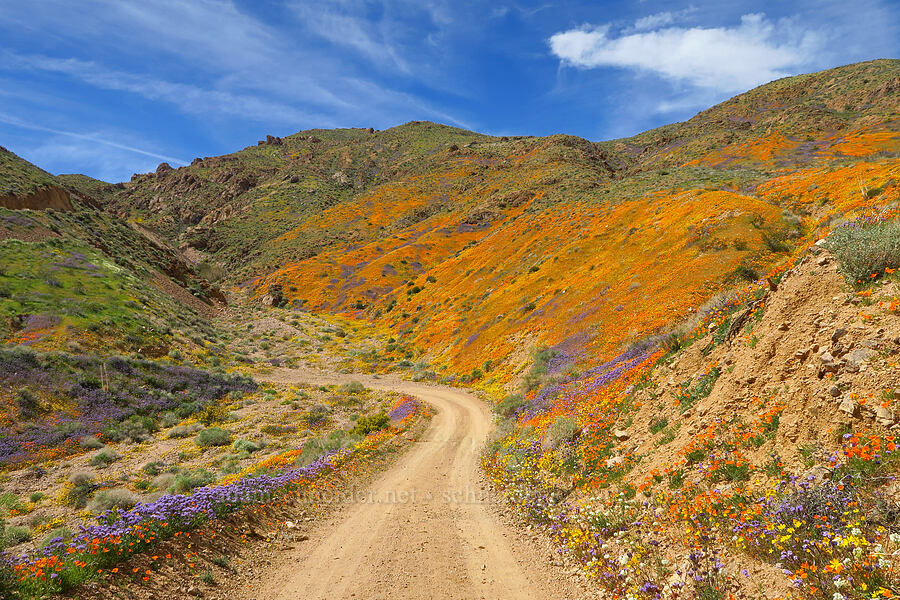 wildflowers (Eschscholzia californica, Phacelia sp., Leptosyne bigelovii (Coreopsis bigelovii)) [Sugarloaf Park, Kern County, California]