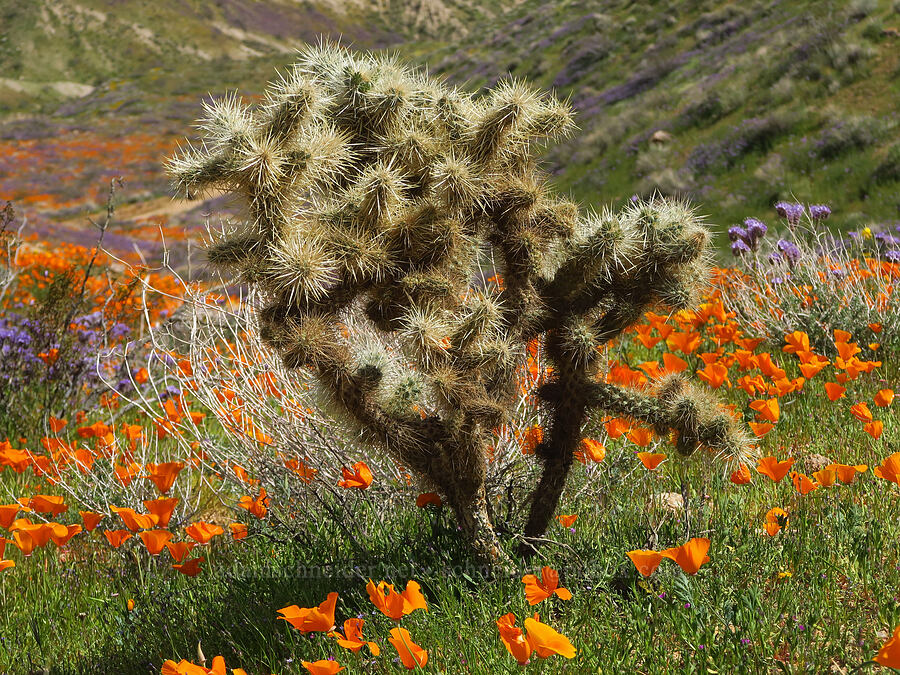 silver cholla (Cylindropuntia echinocarpa (Opuntia echinocarpa)) [Sugarloaf Park, Kern County, California]