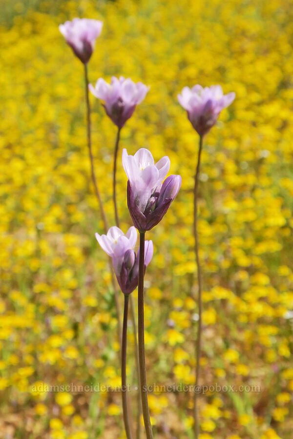 blue dicks & gold-fields (Dipterostemon capitatus (Dichelostemma capitatum), Lasthenia gracilis) [Sugarloaf Park, Kern County, California]