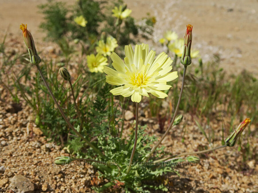 scale bud (Anisocoma acaulis) [Jawbone Canyon, Kern County, California]